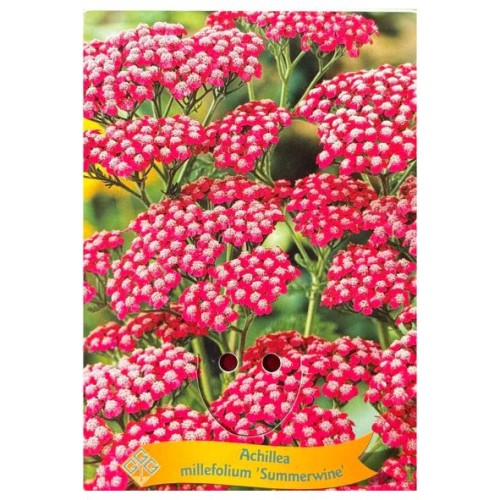 Achillea millefolium 'Summer Wine' -Achillée millefeuille 'Summer Wine'