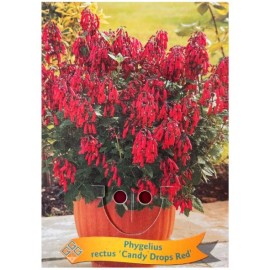 Phygelius rectus 'Candy Drops' -Trompette du Cap 'Candy Drops'