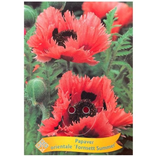 Papaver orientale 'Forncett Summer' - Pavot oriental 'Forncett Summer'