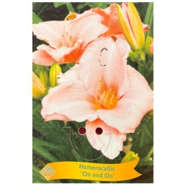 Hemerocallis 'On and On' - Hémérocalle 'On and On'