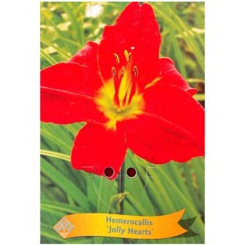 Hemerocallis 'Jolly Hearts' - Hémérocalle 'Jolly Hearts'