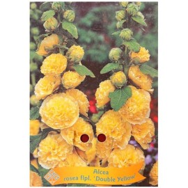 Alcea rosea 'Double Yellow' - Rose trémière