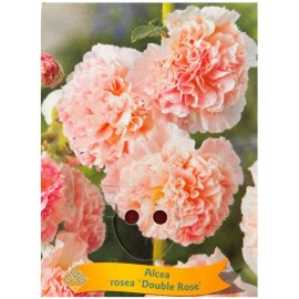 Alcea rosea 'Double Rose' - Rose trémière