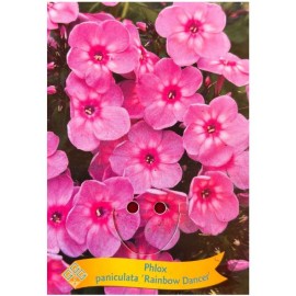 Phlox paniculata 'Rainbow Dancer' - Phlox paniculé 'Rainbow Dancer'