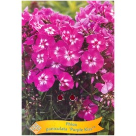 Phlox paniculata 'Purple Kiss' - Phlox paniculé 'Purple Kiss'