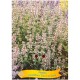 Nepeta grandiflora 'Dawn to Dusk'- Nepeta ‘Dawn to Dusk’