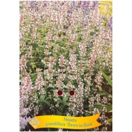 Nepeta grandiflora 'Dawn to Dusk'- Nepeta ‘Dawn to Dusk’