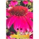 Echinacea purpurea 'PowWow Wild Berry' - Échinacée 'PowWow Wild Berry'