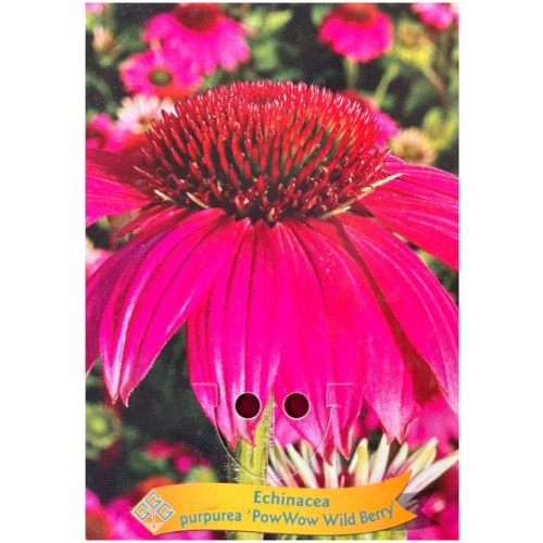 Echinacea purpurea 'PowWow Wild Berry' - Échinacée 'PowWow Wild Berry'