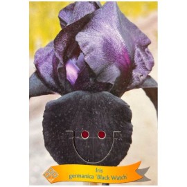 Iris germanica 'Black Watch' - Iris des jardins ‘Black Watch’