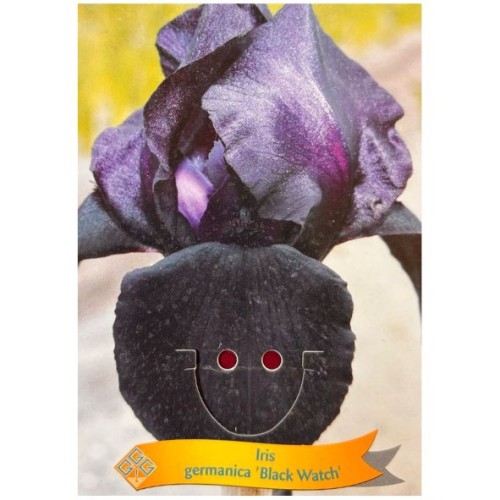 Iris germanica 'Black Watch' - Iris des jardins ‘Black Watch’