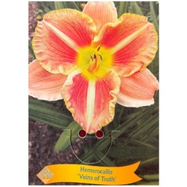 Hemerocallis 'Veins of Truth' - Hémérocalle 'Veins of Truth'