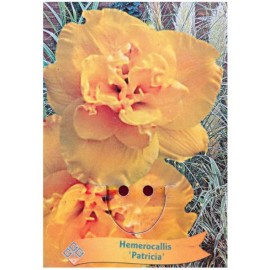 Hemerocallis 'Patricia' - Hémérocalle 'Patricia'