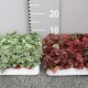 Hypoestes phyllostachya mix - Plante aux éphélides
