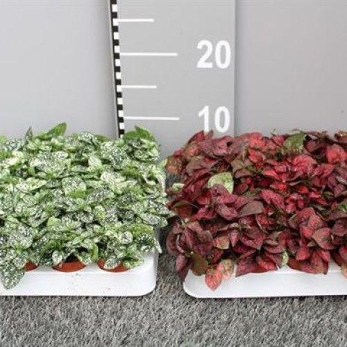 Hypoestes phyllostachya mix - Plante aux éphélides