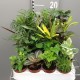 Plantes Vertes Mix