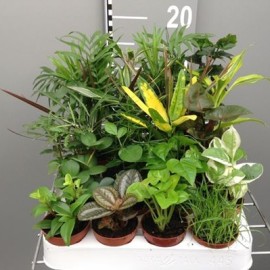 Plantes Vertes Mix