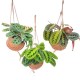 Maranta en pot suso.coco -