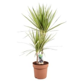 Dracaena marginata 'Sunray'