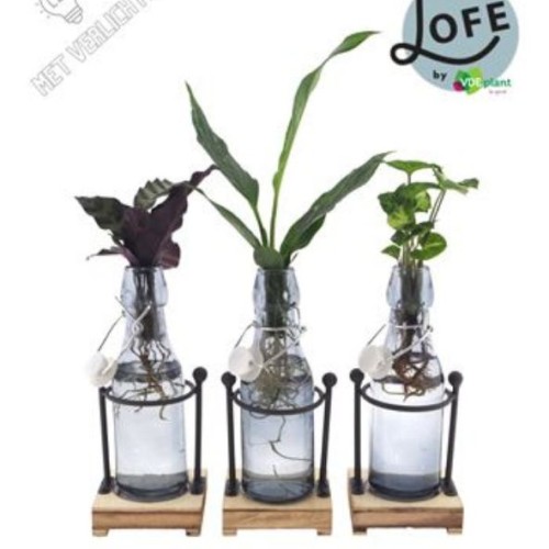 PLANTES VERTES MIX - EN VERRE