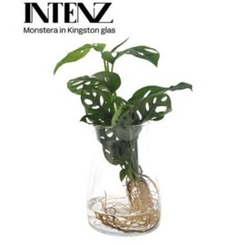 Monstera Monkey leaf en verre