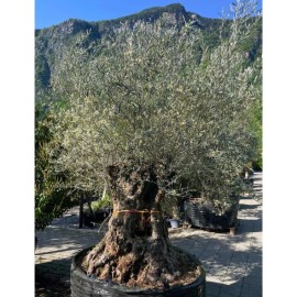 Olea europaea - Olivier n°239