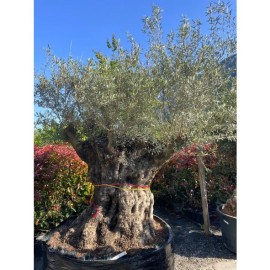 Olea europaea - Olivier n°237