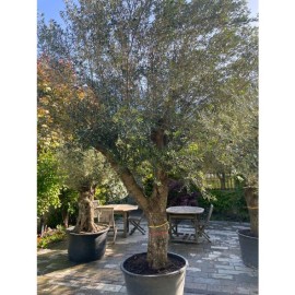 Olea europaea - Olivier n°236