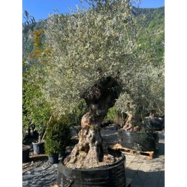 Olea europaea - Olivier n°234