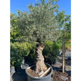 Olea europaea - Olivier n°232
