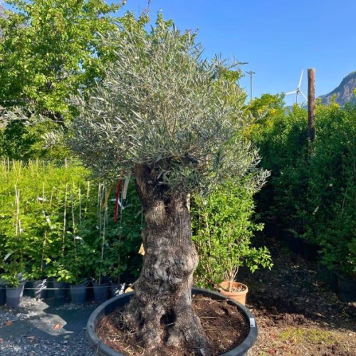 Olea europaea - Olivier n°231