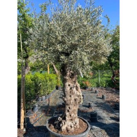 Olea europaea - Olivier n°230
