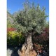 Olea europaea - Olivier n°229