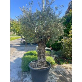 Olea europaea - Olivier n°227