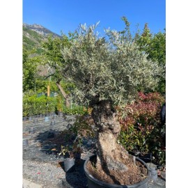 Olea europaea - Olivier n°226