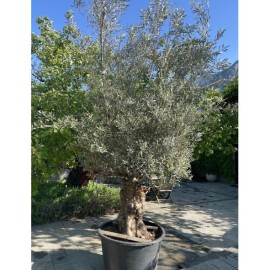 Olea europaea - Olivier n°225
