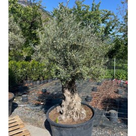 Olea europaea - Olivier n°224