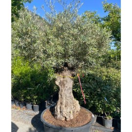 Olea europaea - Olivier n°223