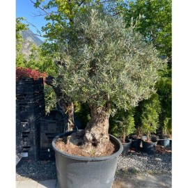 Olea europaea - Olivier n°220
