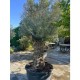 Olea europaea - Olivier n°219