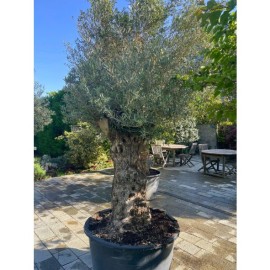 Olea europaea - Olivier n°219