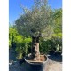 Olea europaea - Olivier n°217