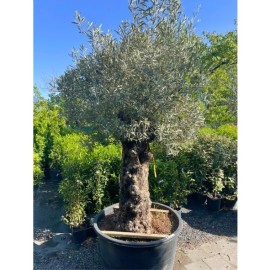 Olea europaea - Olivier n°217