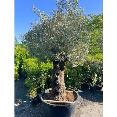 Olea europaea - Olivier n°217