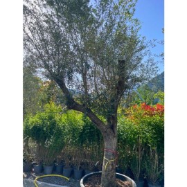 Olea europaea - Olivier n°216