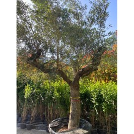 Olea europaea - Olivier n°205
