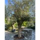 Olea europaea - Olivier n°202