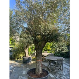 Olea europaea - Olivier n°202