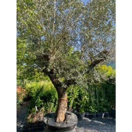 Olea europaea - Olivier n°201