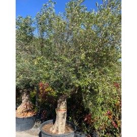 Olea europaea - Olivier n°200